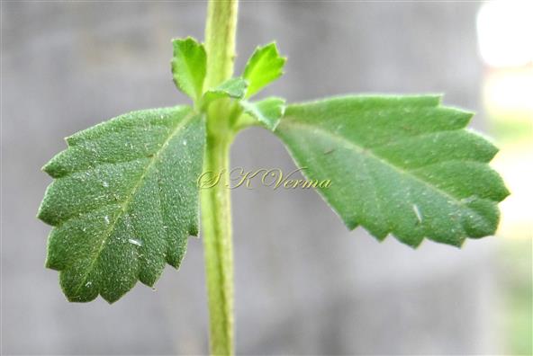  Leaves-Adaxial view